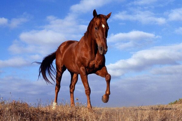 Ein Pferd rast über ein Feld vor dem Hintergrund des Himmels
