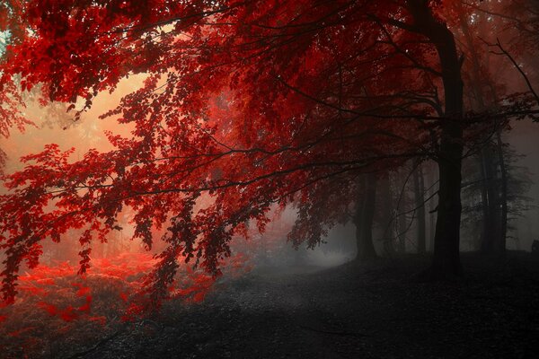 Autumn is the best time of the year! Red leaf fall