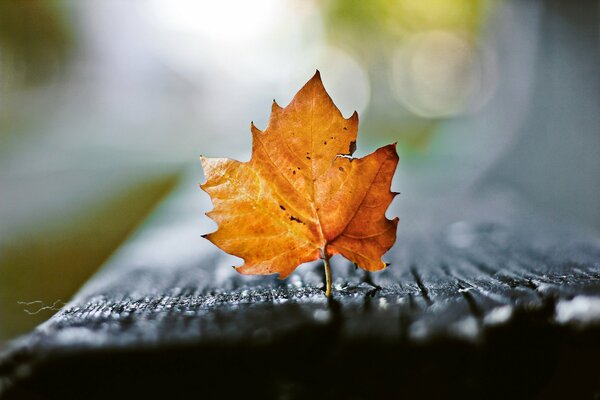 The yellow leaf stopped, looks at the world... before eternity