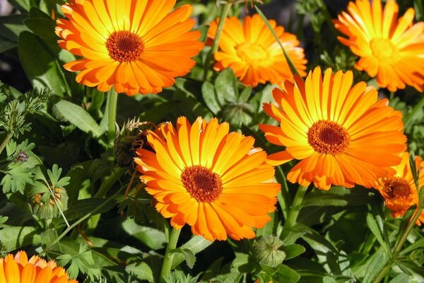 Schöne gelbe Ringelblumen im Blumenbeet