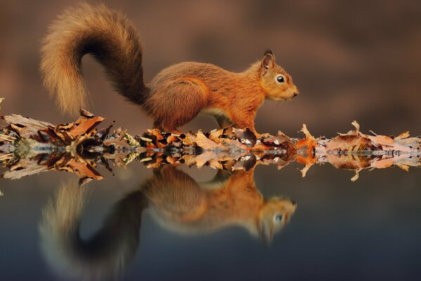 The red squirrel is reflected in the dark autumn water