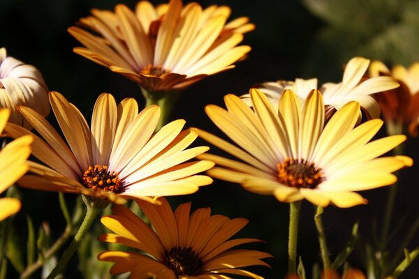 Gerberas jaunes au soleil