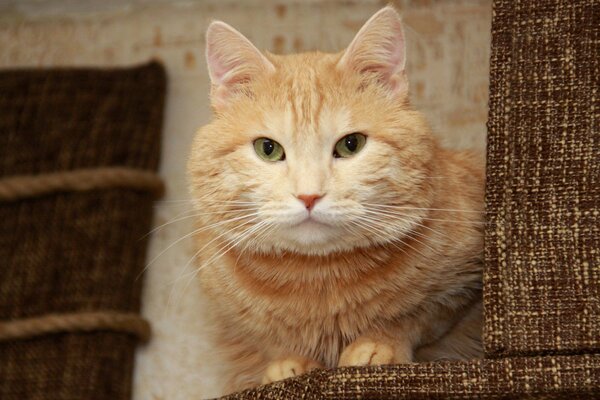 A red-haired cat is resting on the couch