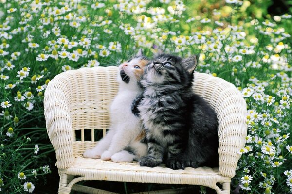 Chatons sur une chaise sur un fond de camomille