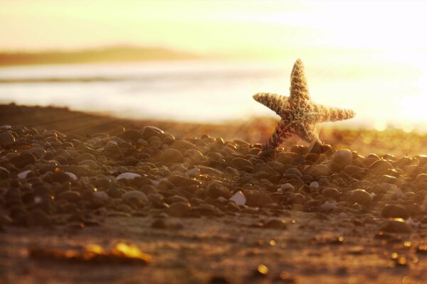 Starfish on the rocks on the coast