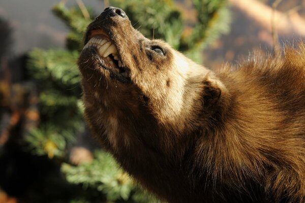 Wolverine grinned and looks up