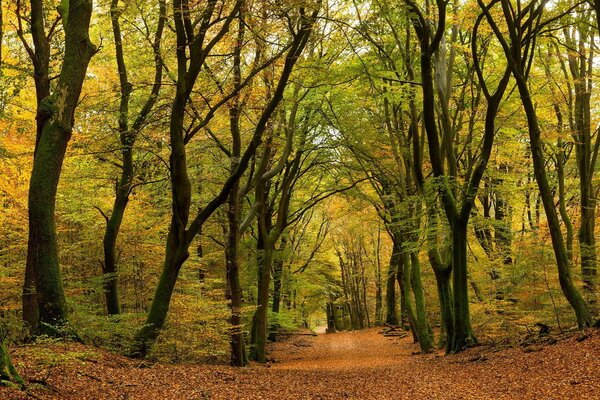 Humeur d automne. Promenade en forêt sur un tapis de feuilles d or