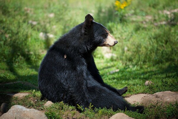 A black bear is sitting in the forest, there are stones around