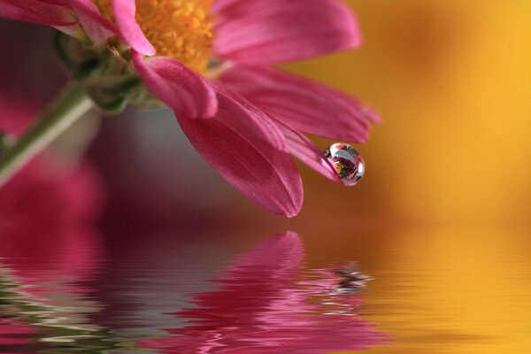 A drop of dew on the petal of a pink flower