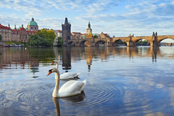 Cisnes blancos en el río bajo el puente