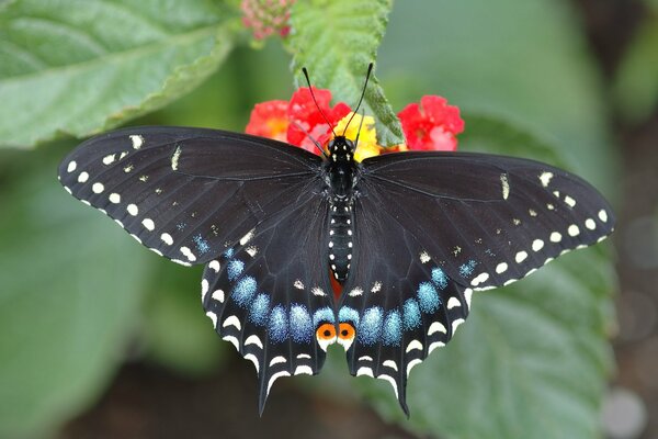 A swallowtail butterfly with bright wings sits on a flower