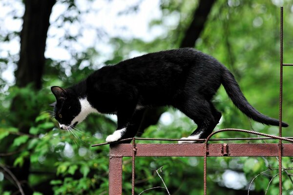 El gato se prepara para saltar a la velocidad del rayo