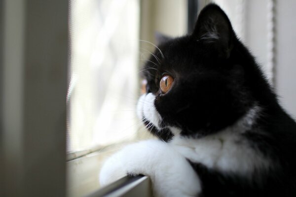 A black and white cat looks out the window