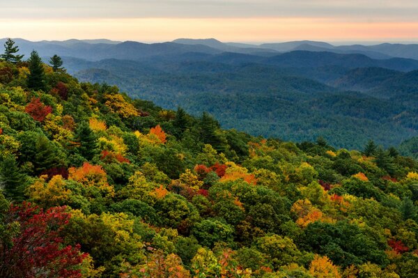 Photographie extraordinaire de la forêt en automne sur fond de montagnes