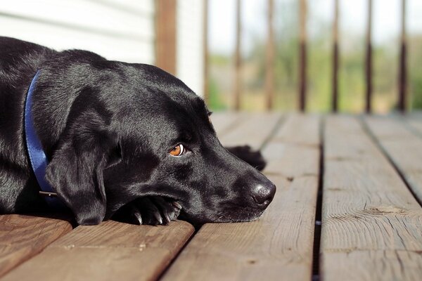 El perro yace en la Terraza y espera a su amigo