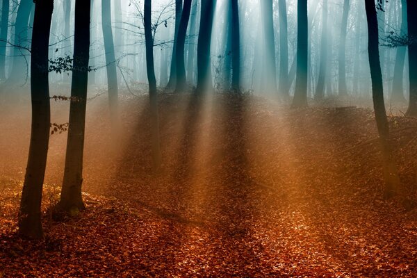 Autumn forest drowned in yellow-orange leaves