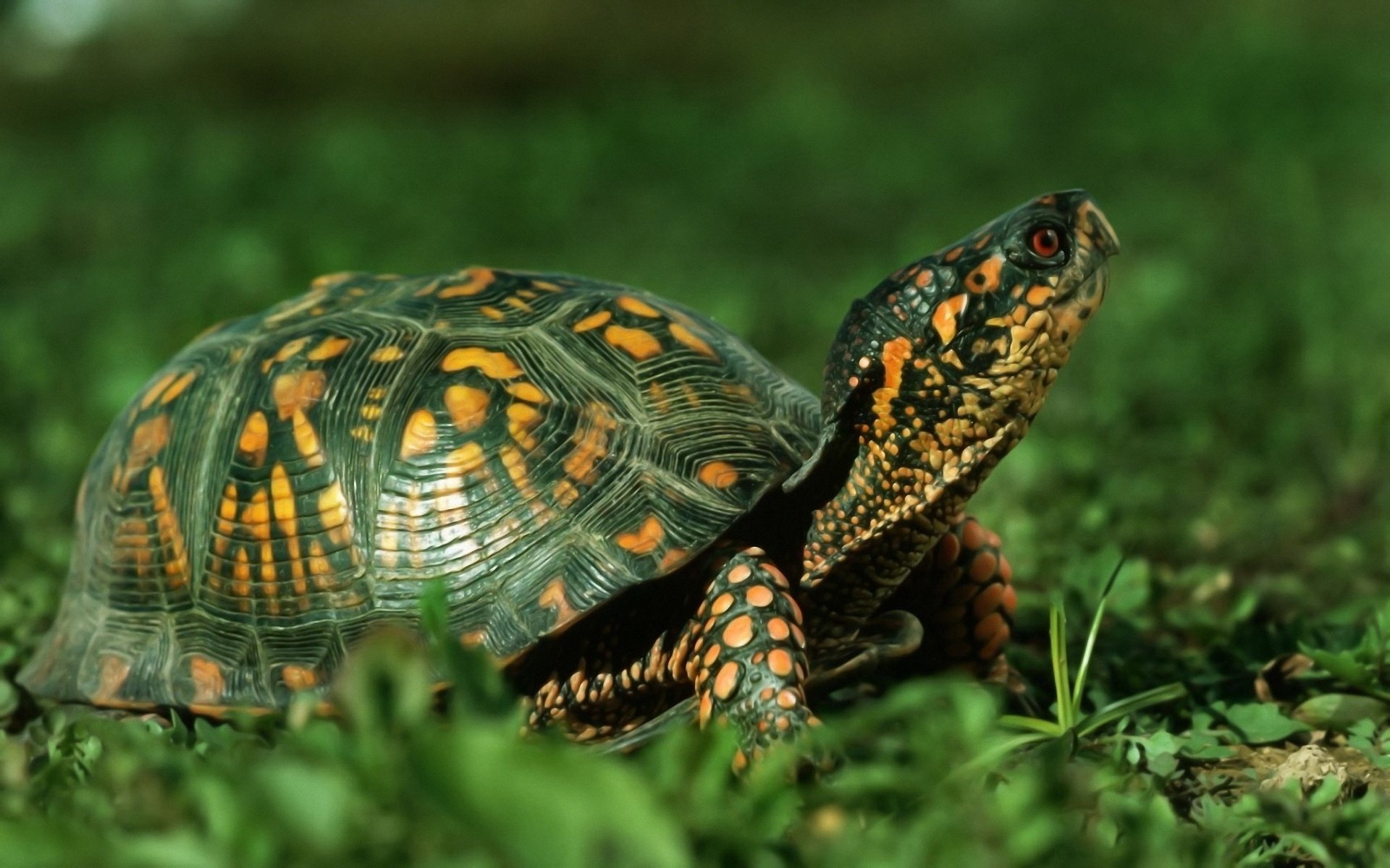 tortuga hierba animales naturaleza