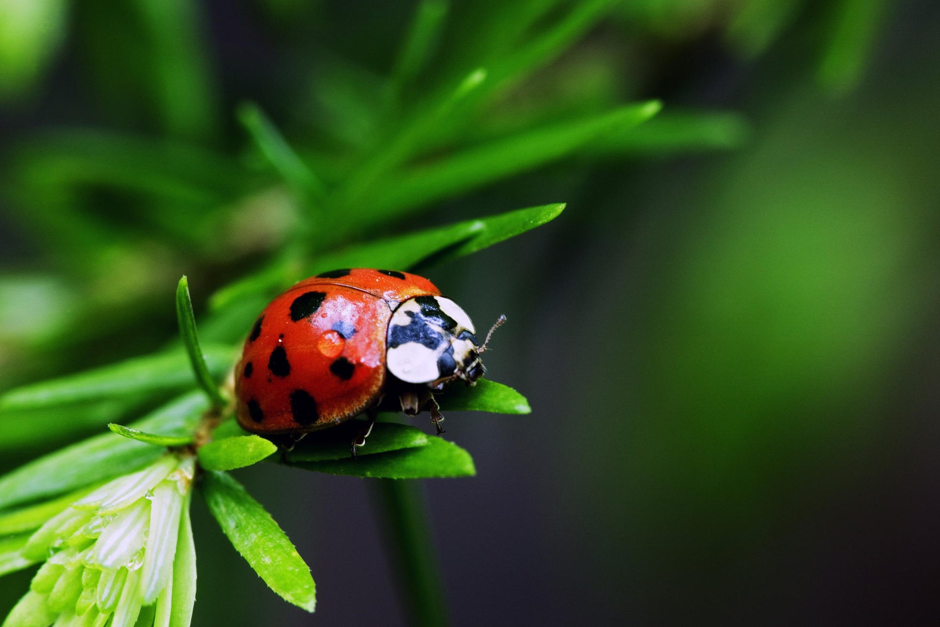 coccinelle feuille