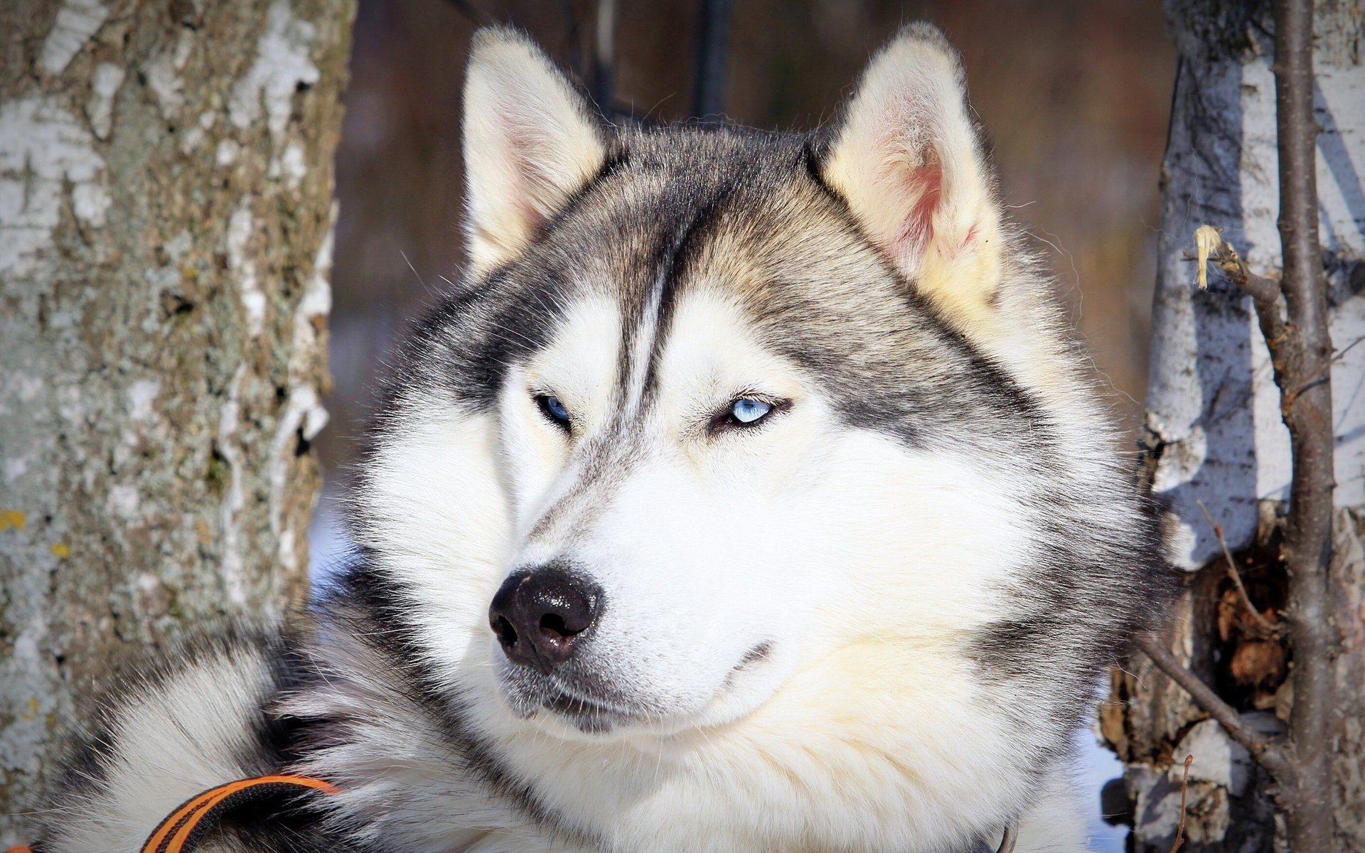 dog husky