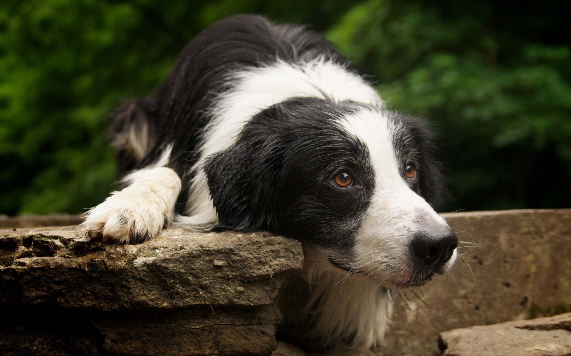 chien museau regard