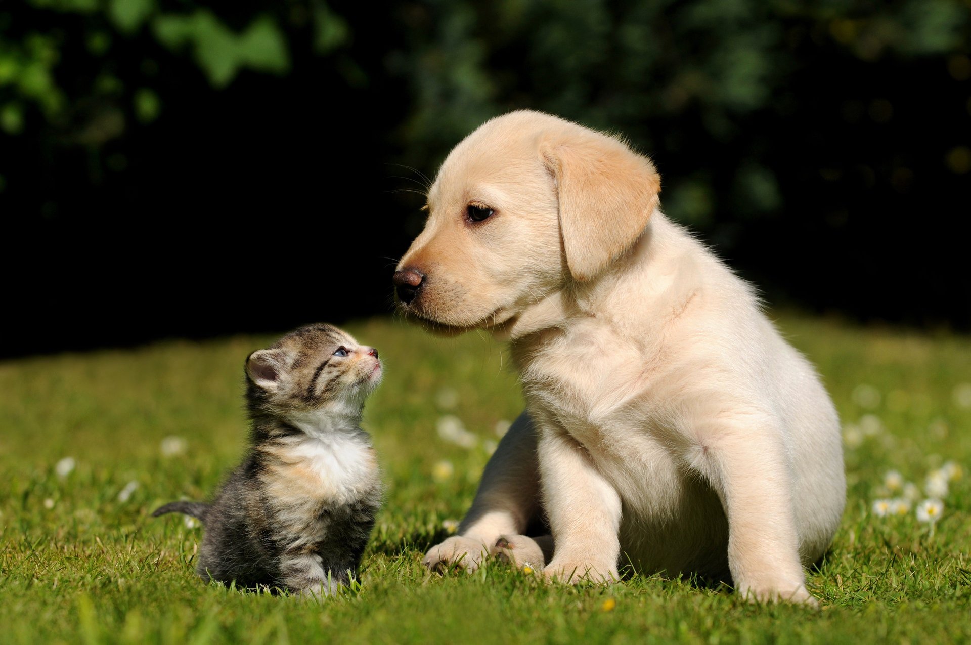 cucciolo gattino cane gatto erba sfondo