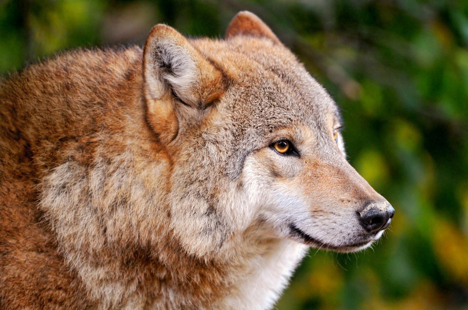 loup prédateur infirmier