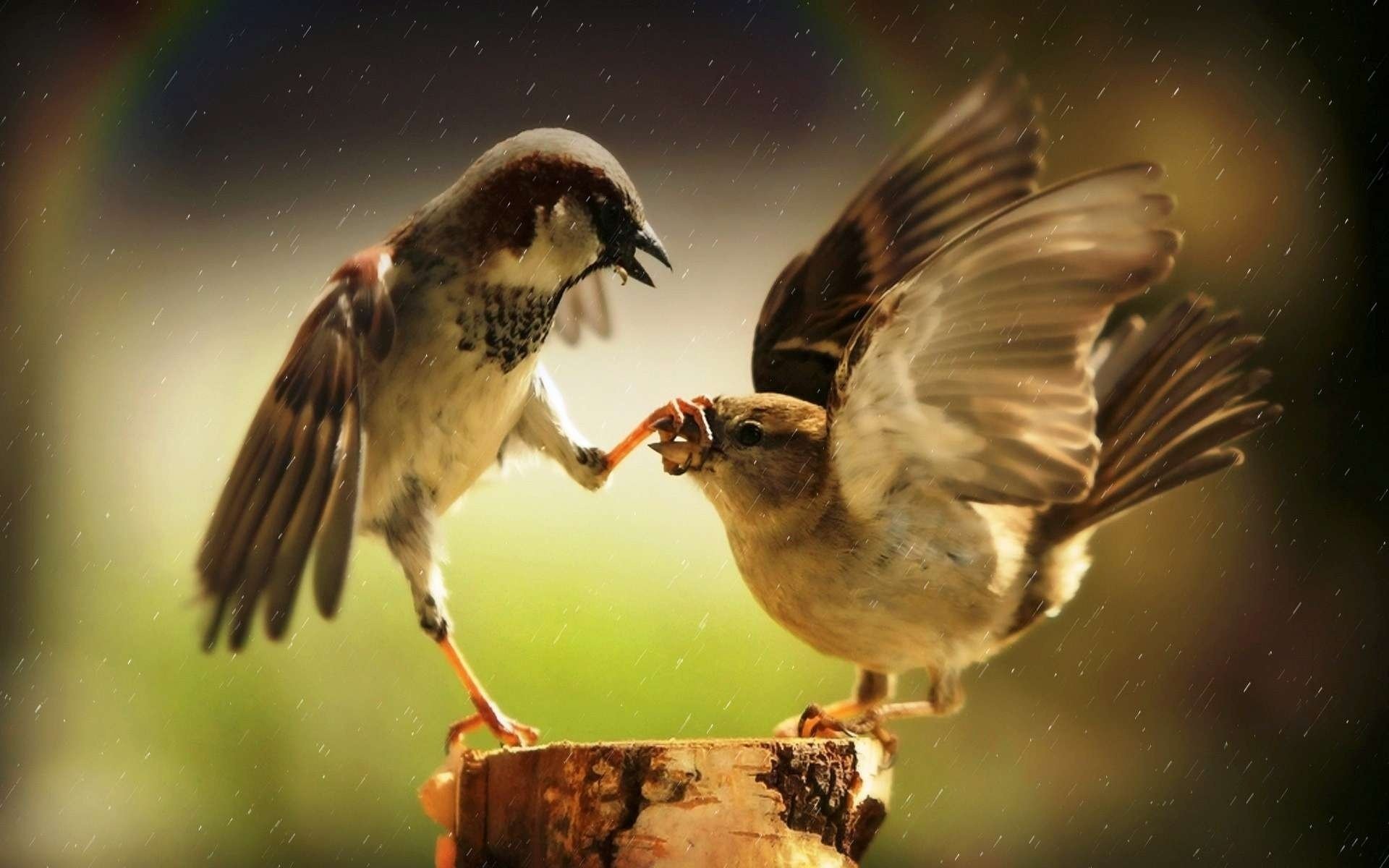 pájaros gorriones pelea