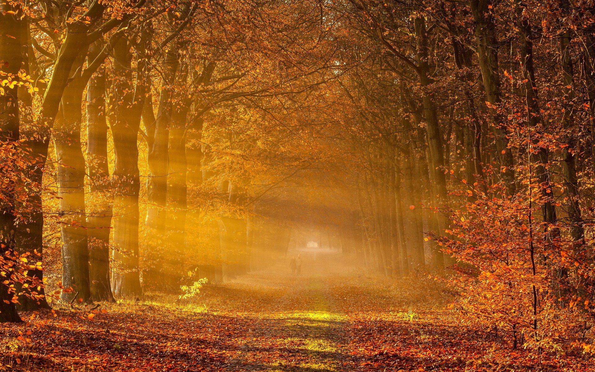 paisaje árboles carretera otoño