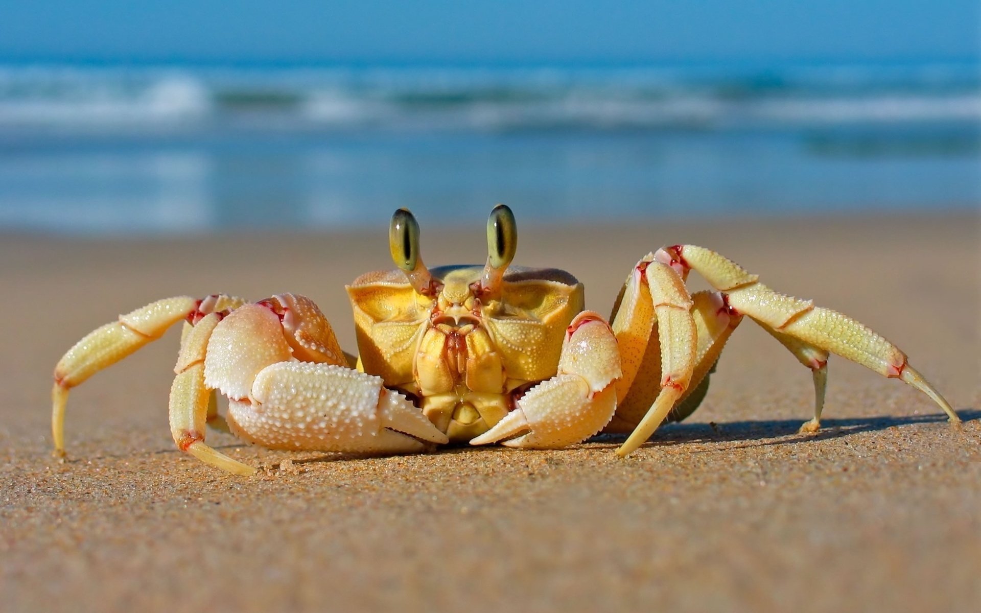 granchio spiaggia