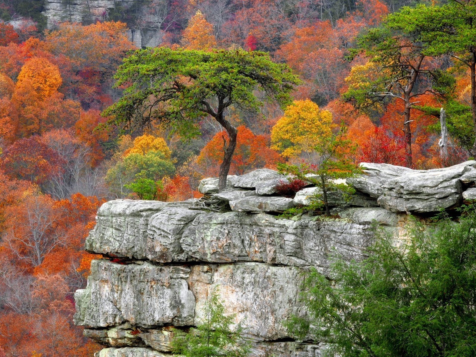 automne arbres