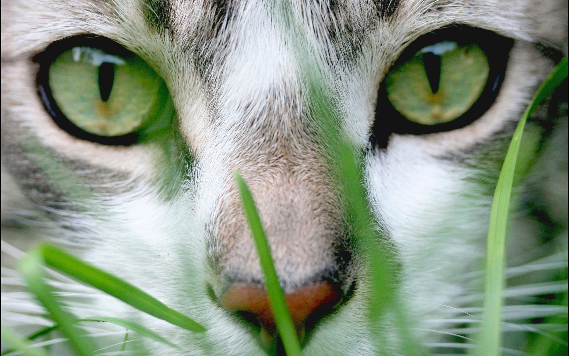 vert herbe museau chat yeux