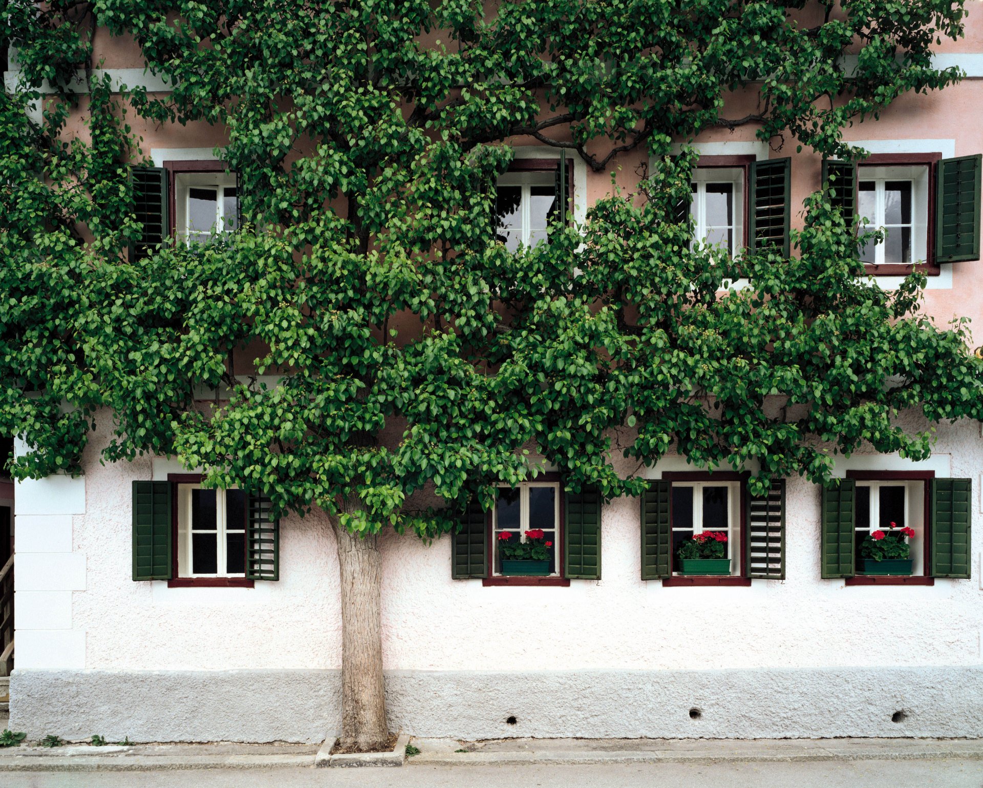 maison arbre rue fenêtres volets fleurs