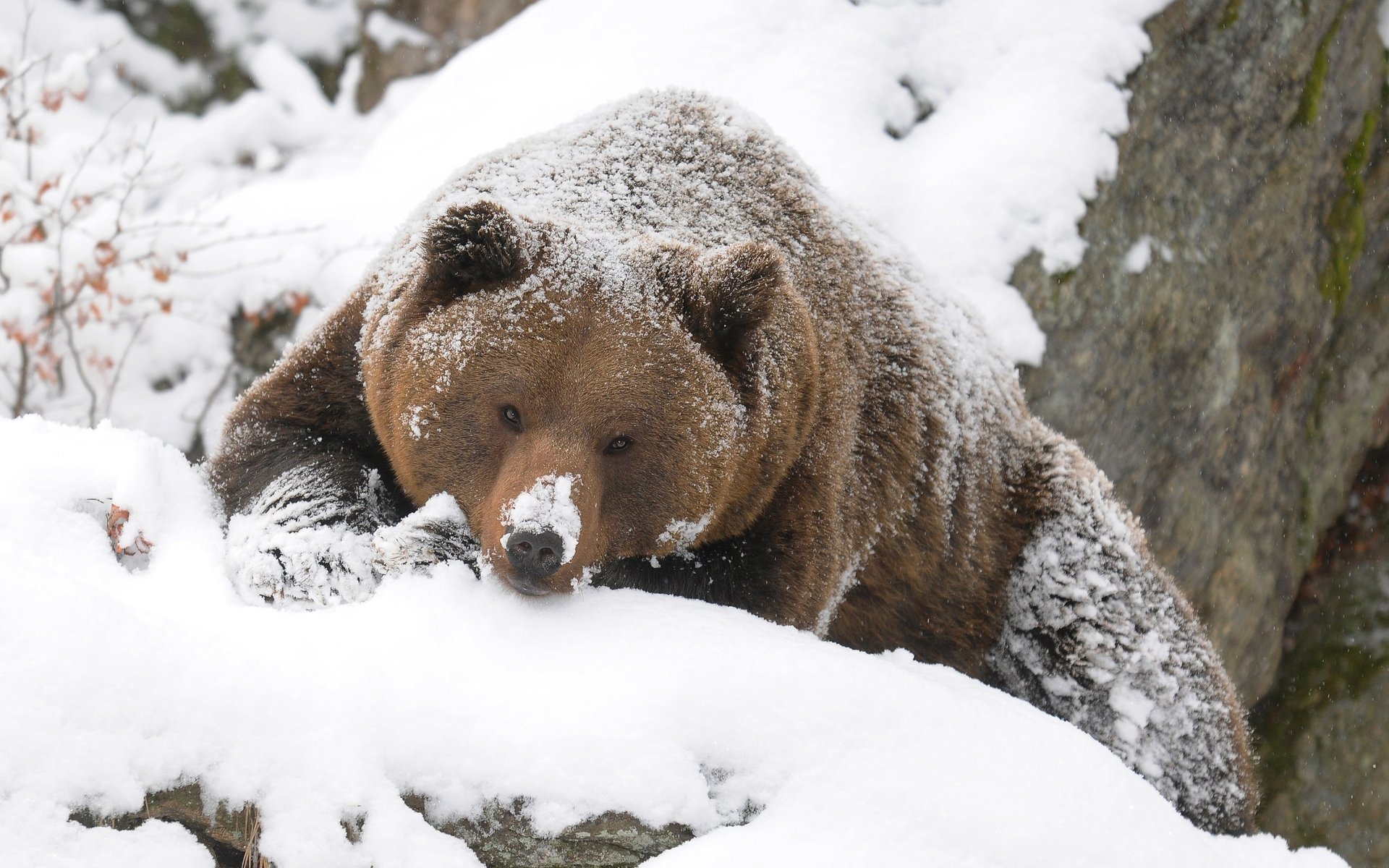 orso foresta neve inverno grizzly