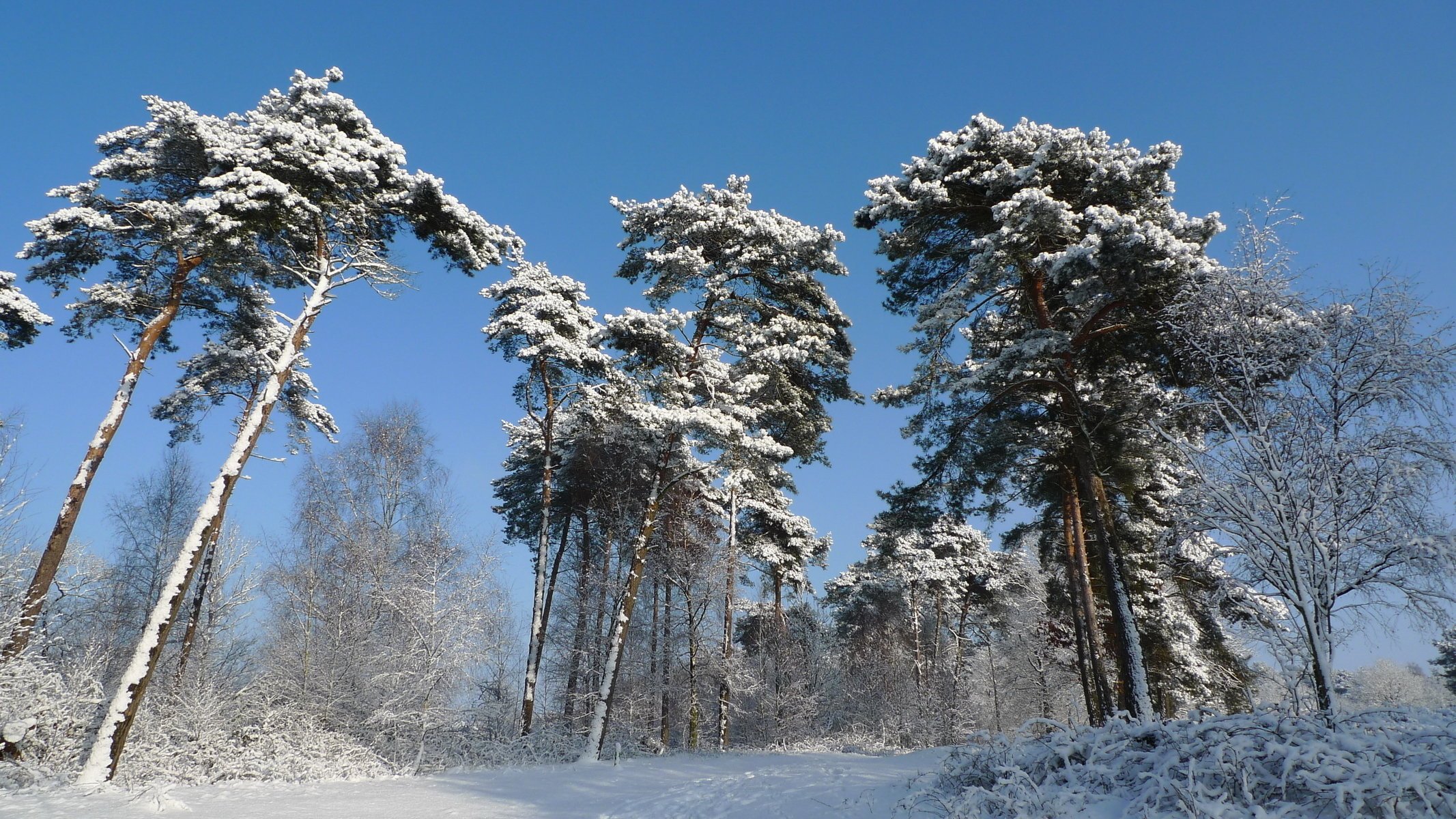 neige hiver arbres