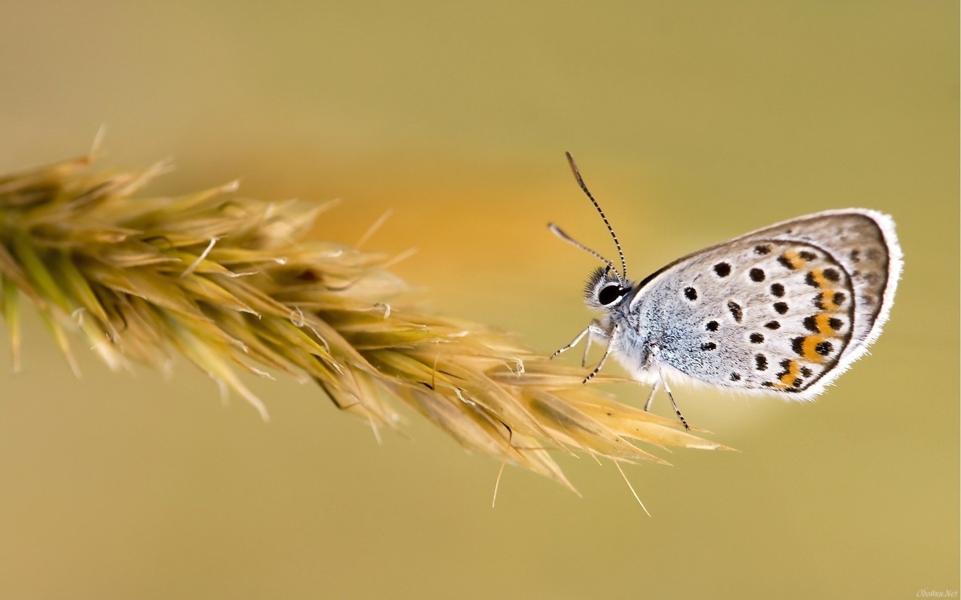 insects butterfly