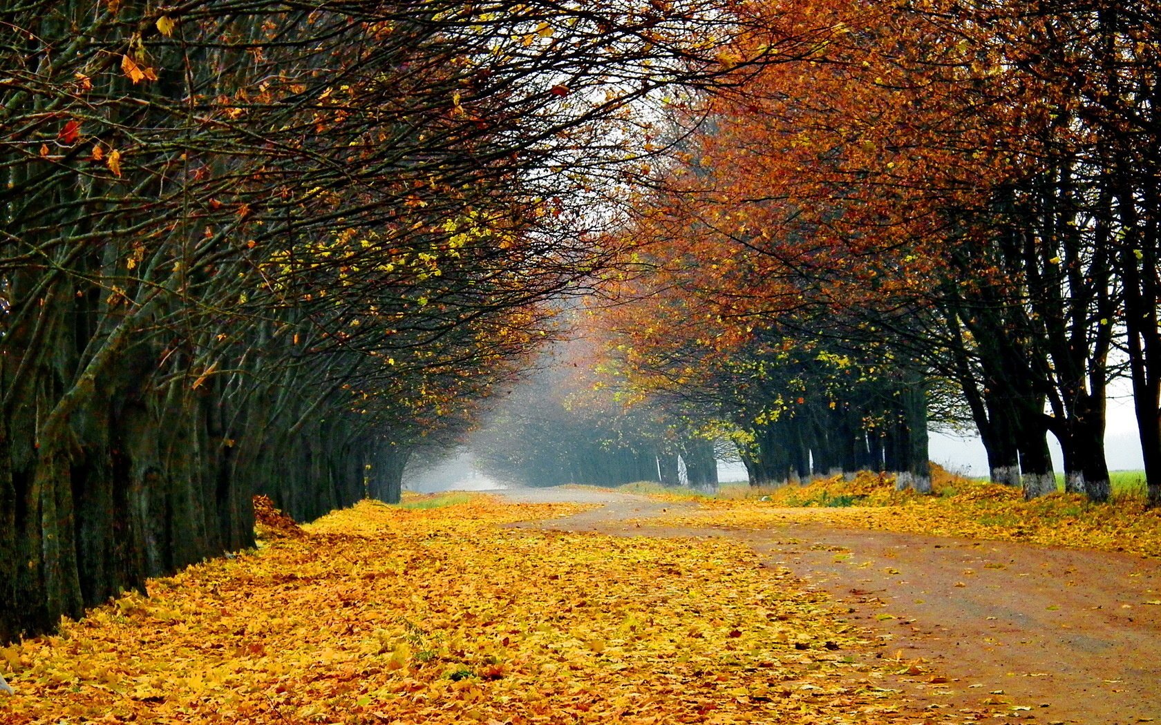 trees landscape nature forest road tree