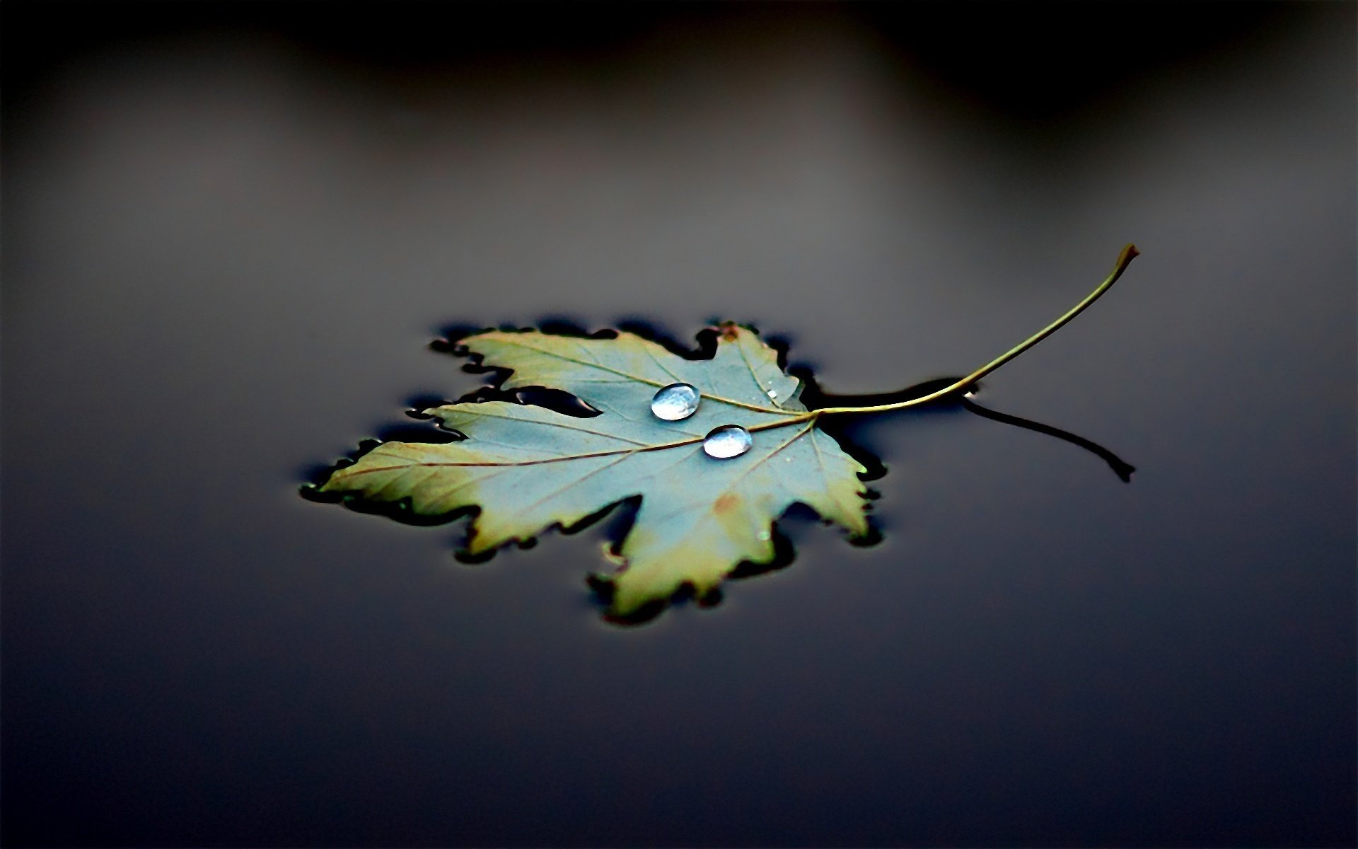 blatt wasser schwarz tropfen