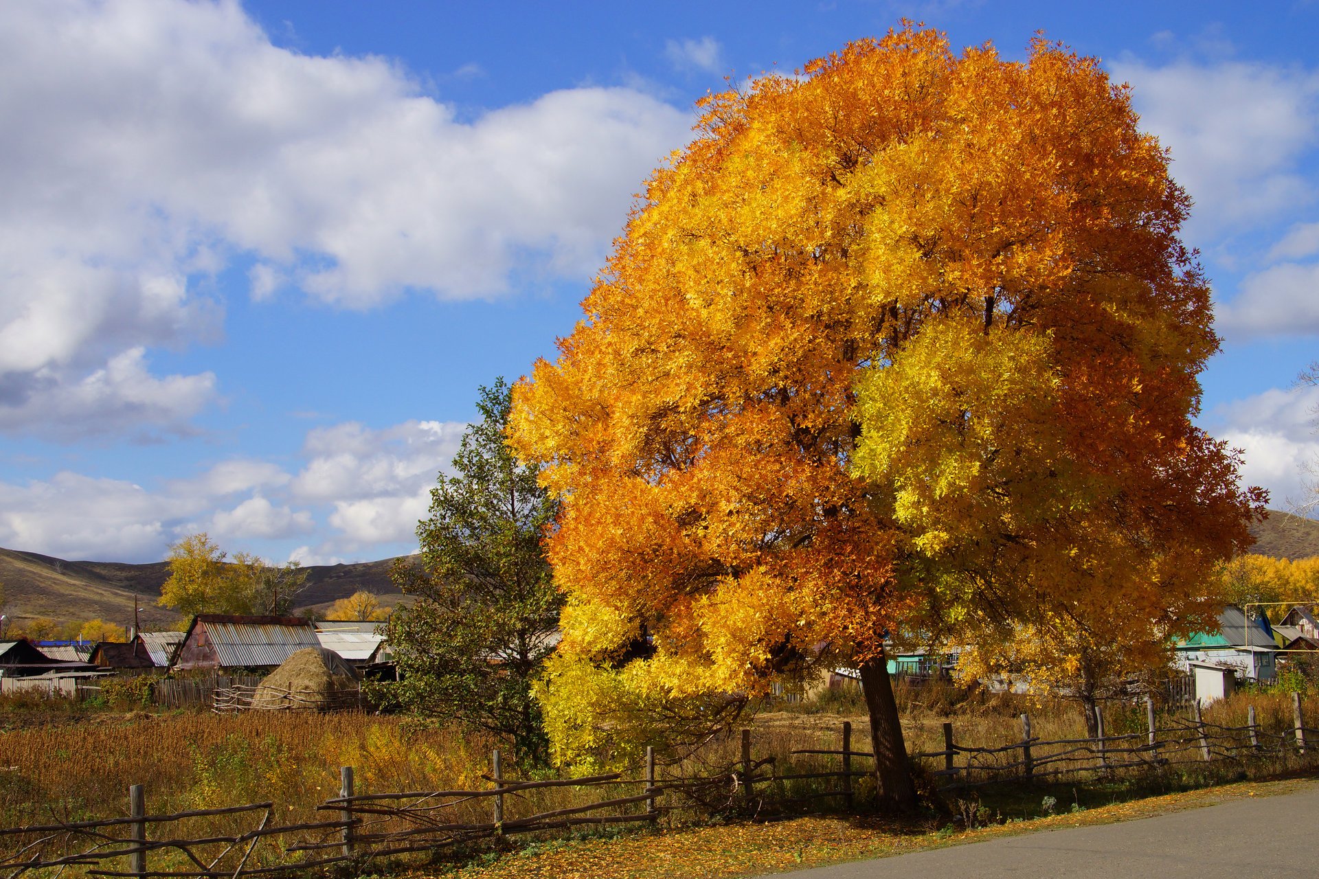 vernice autunno natura villaggio legno