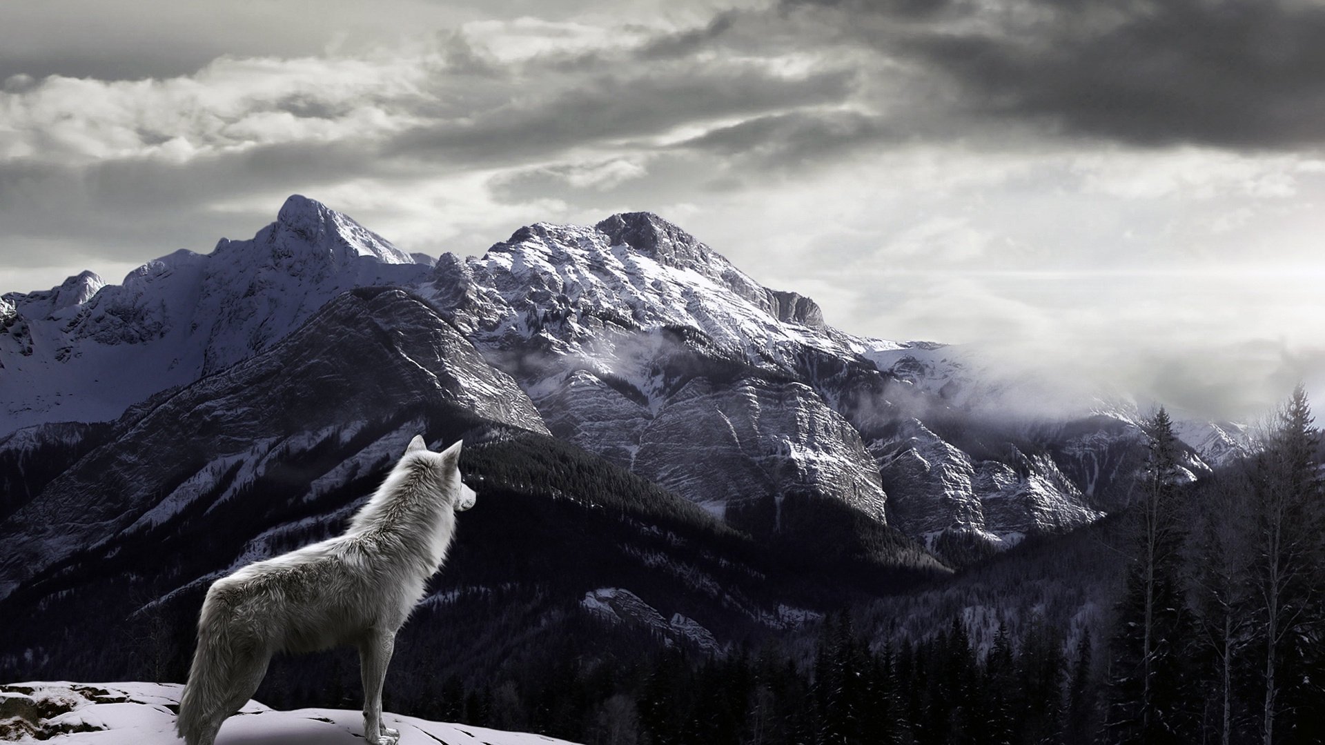 nebbia neve lupo montagne