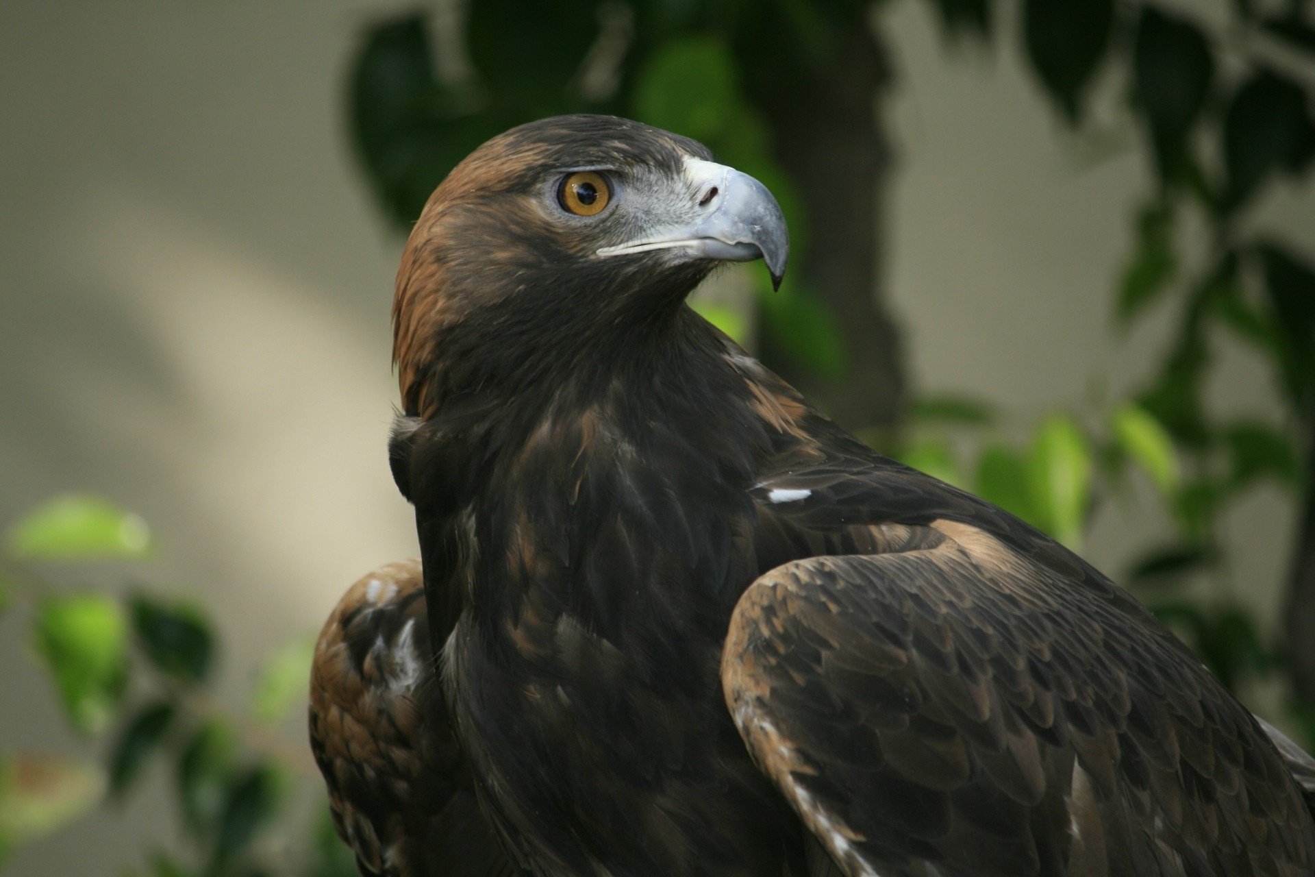 oiseau prédateur