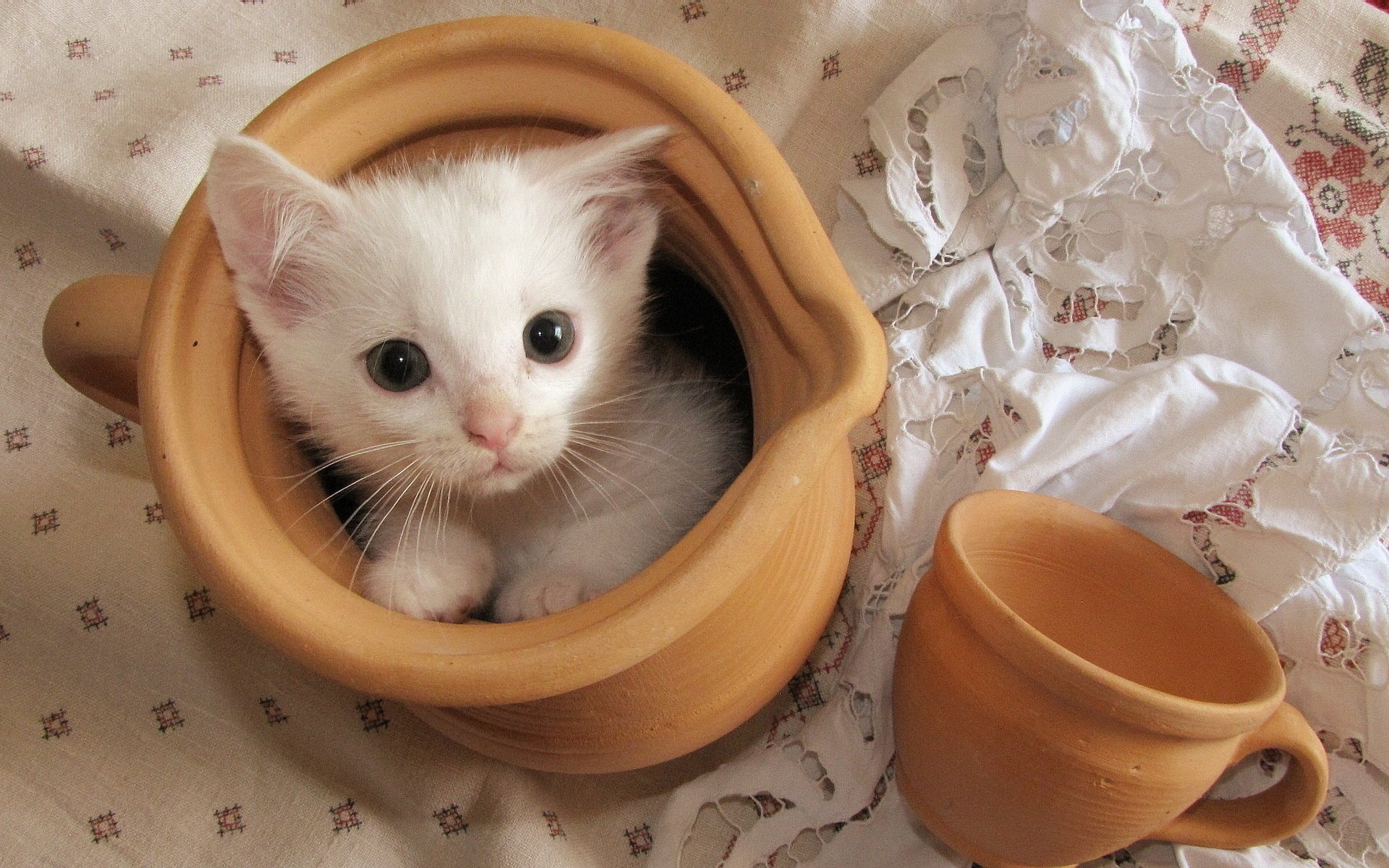 chaton chat regard