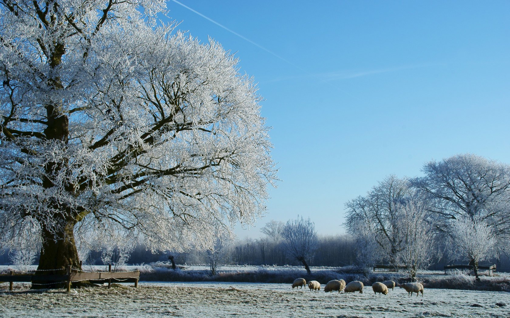 neve alberi prato brina ghiaccio brina