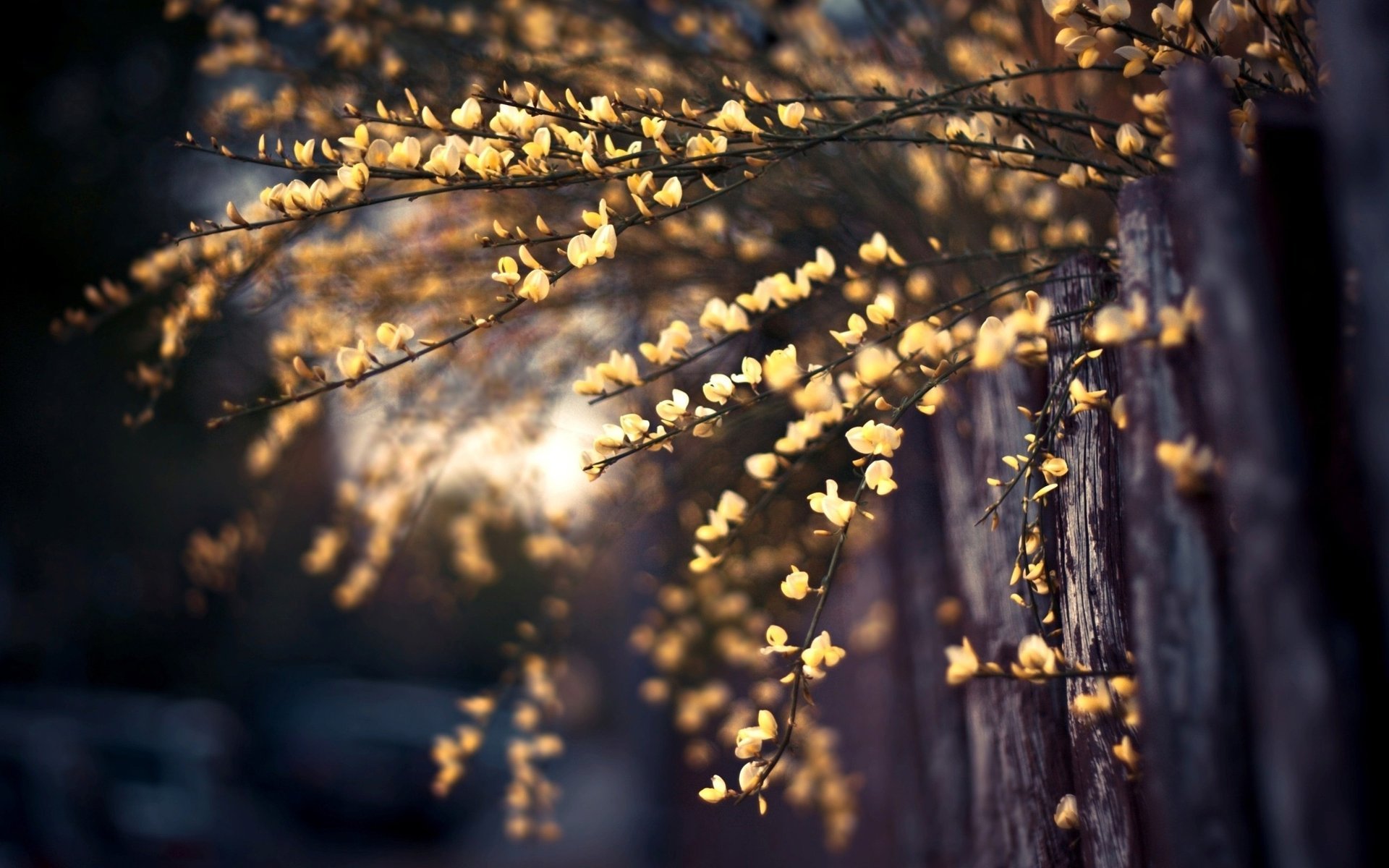 arbre feuilles