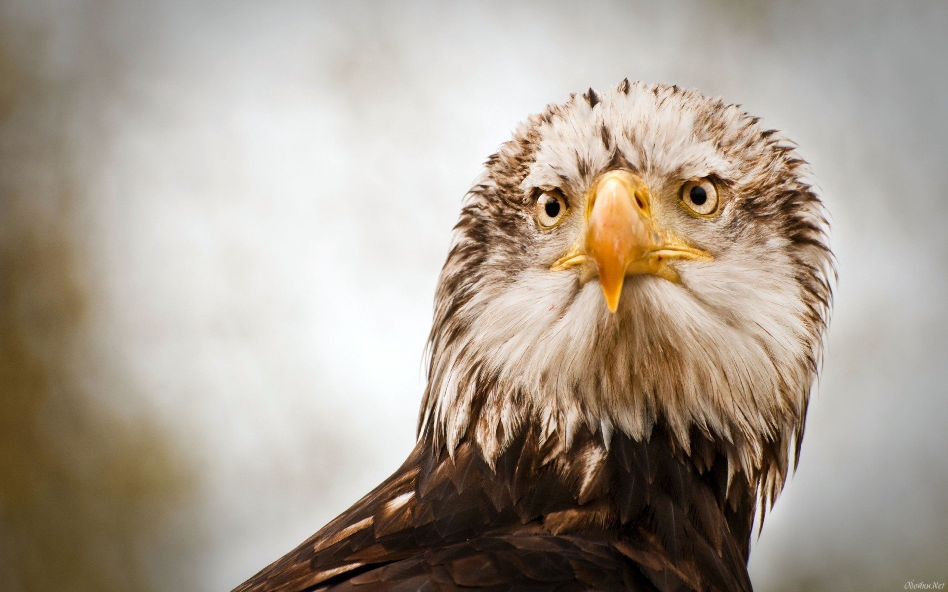 oiseau aigle