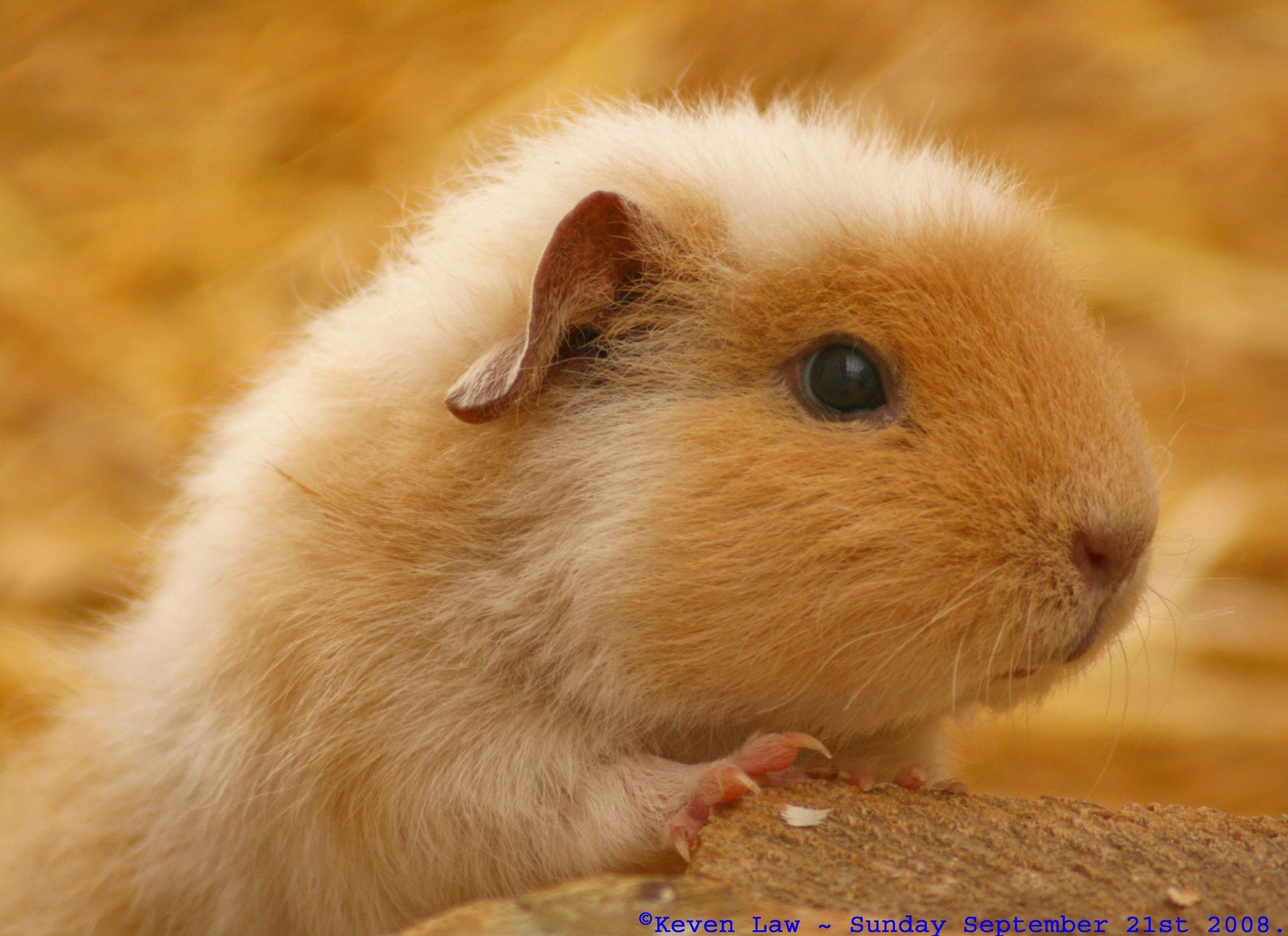 hamster souris