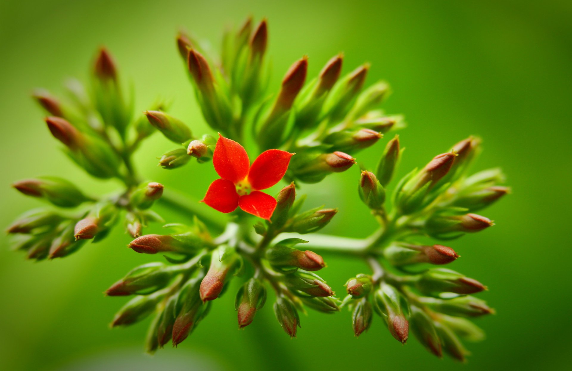 rosso gemma sfondo verde