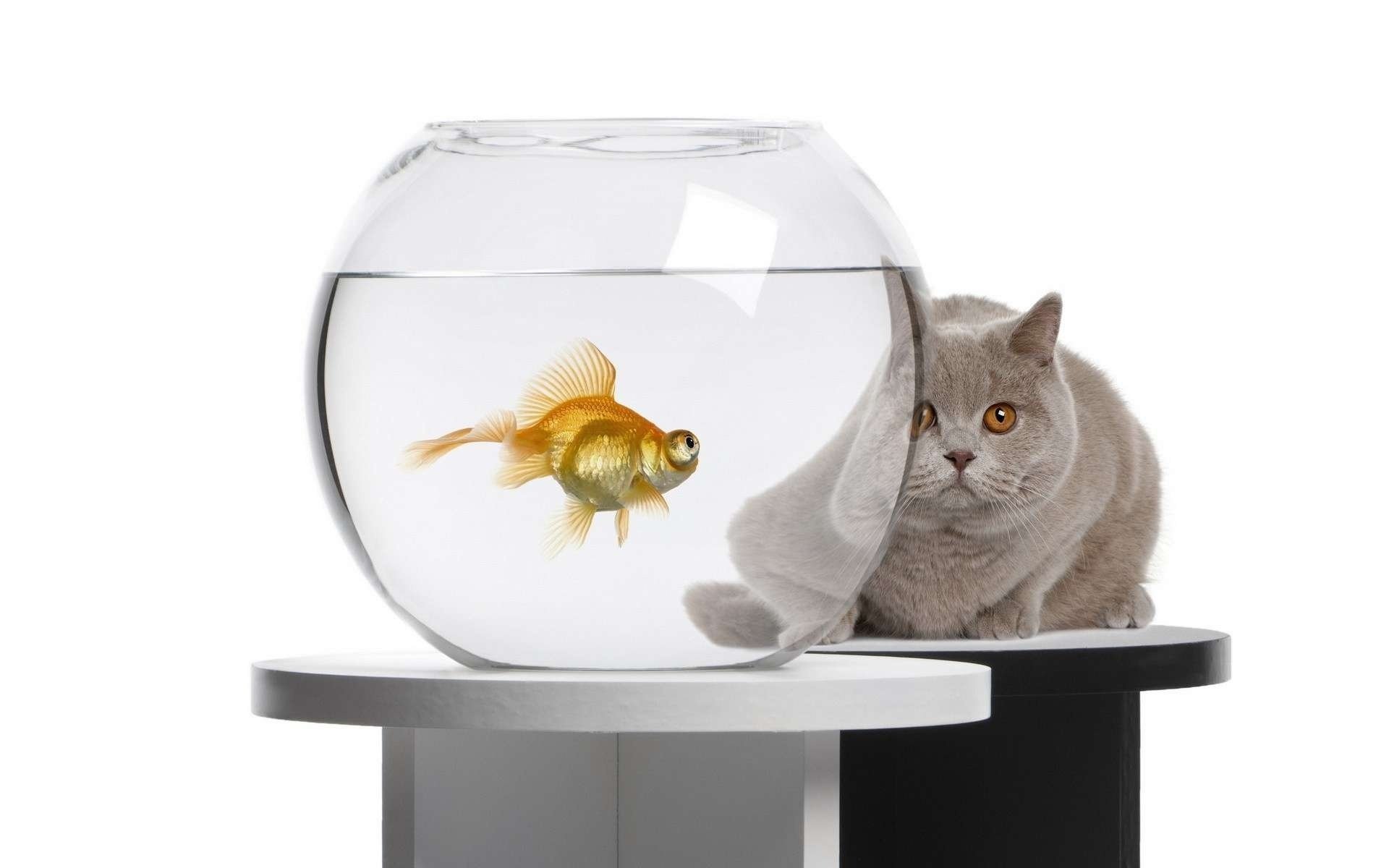 chat chat aquarium poisson rouge