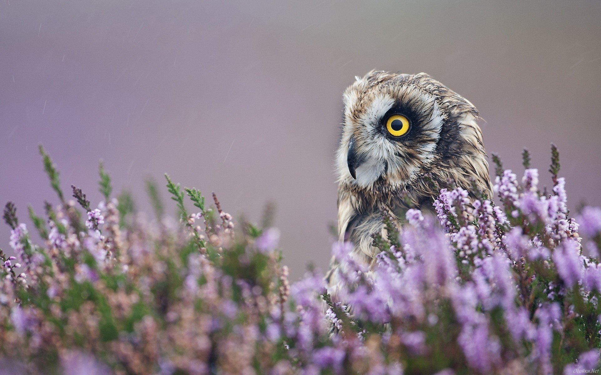 hibou hibou oiseau