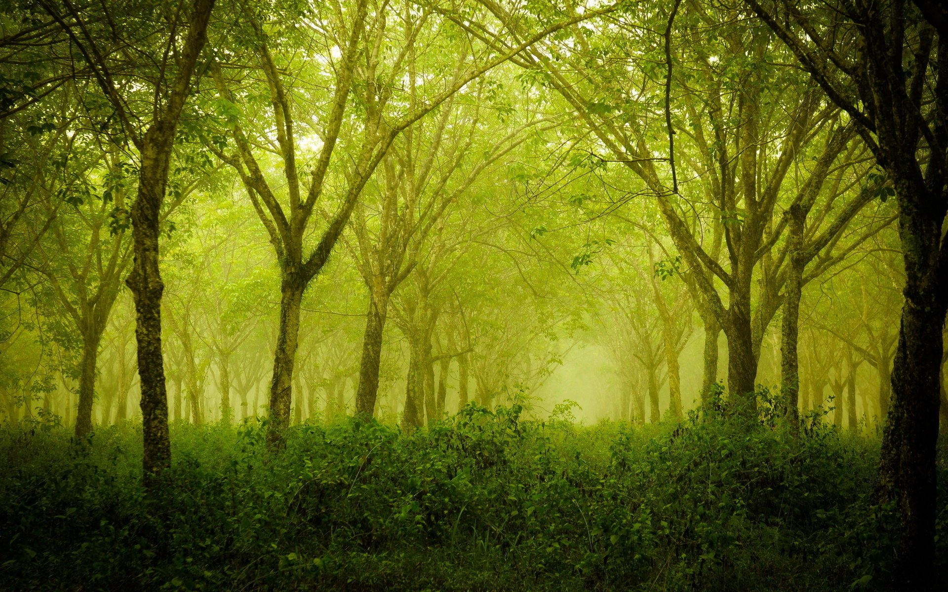 été nature forêt arbres