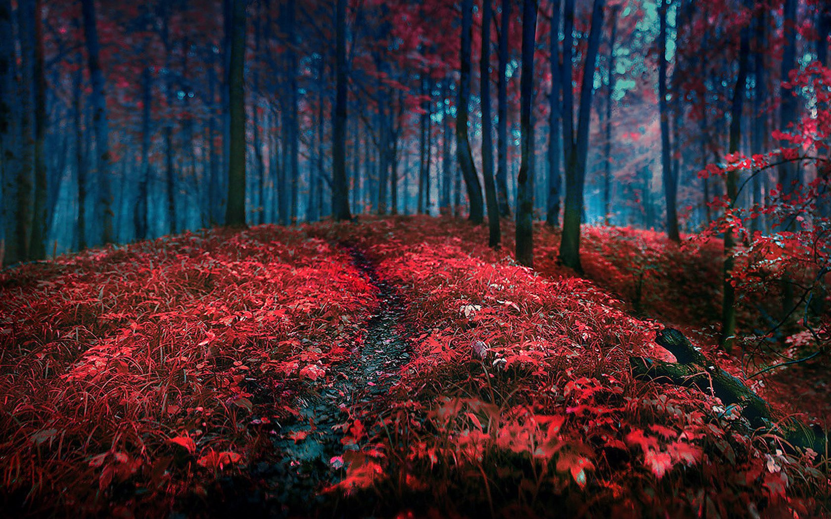 wald blätter bäume gras